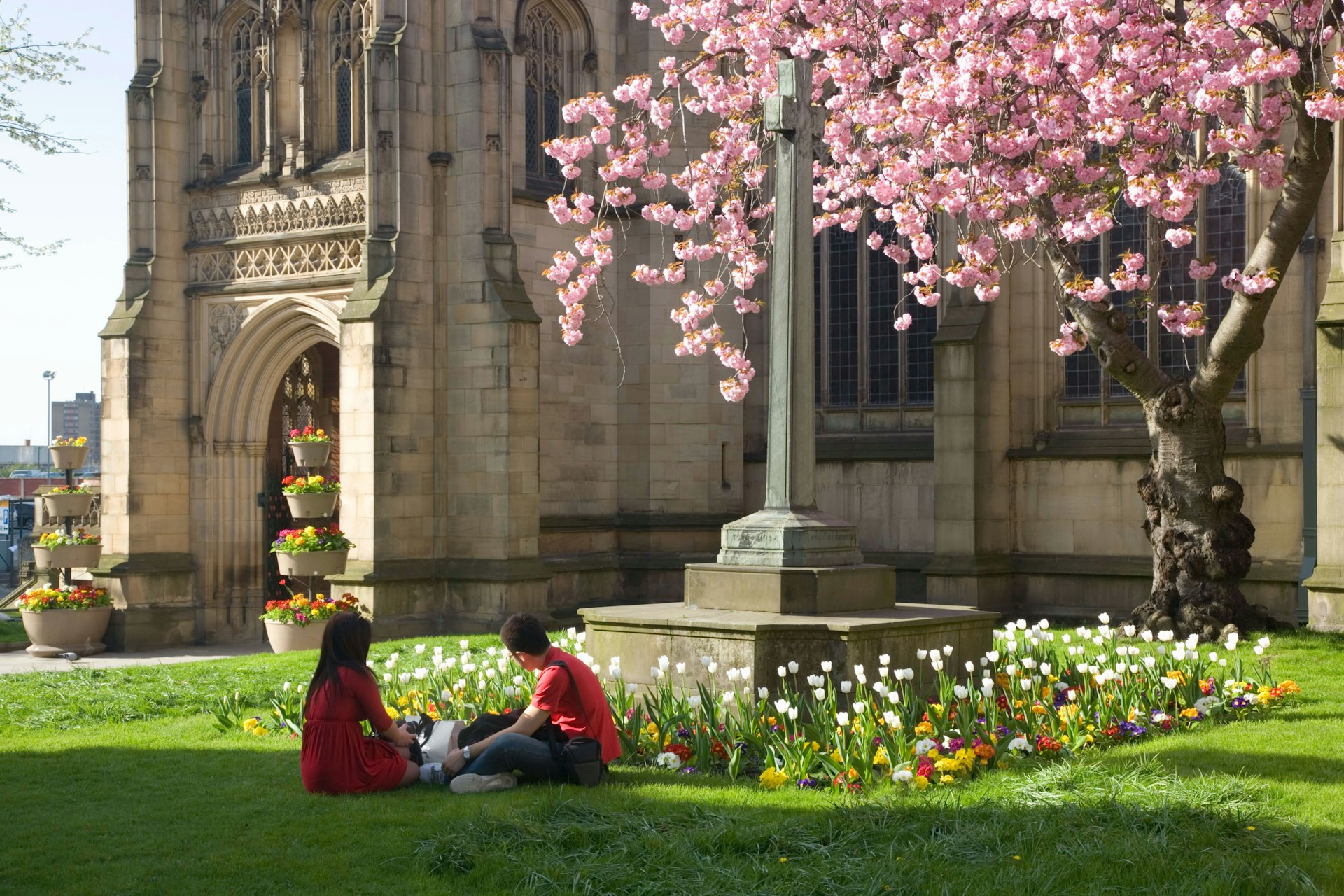 Visitors sitting on the grass near a cherry tree in bloom outside Manchester Cathedral