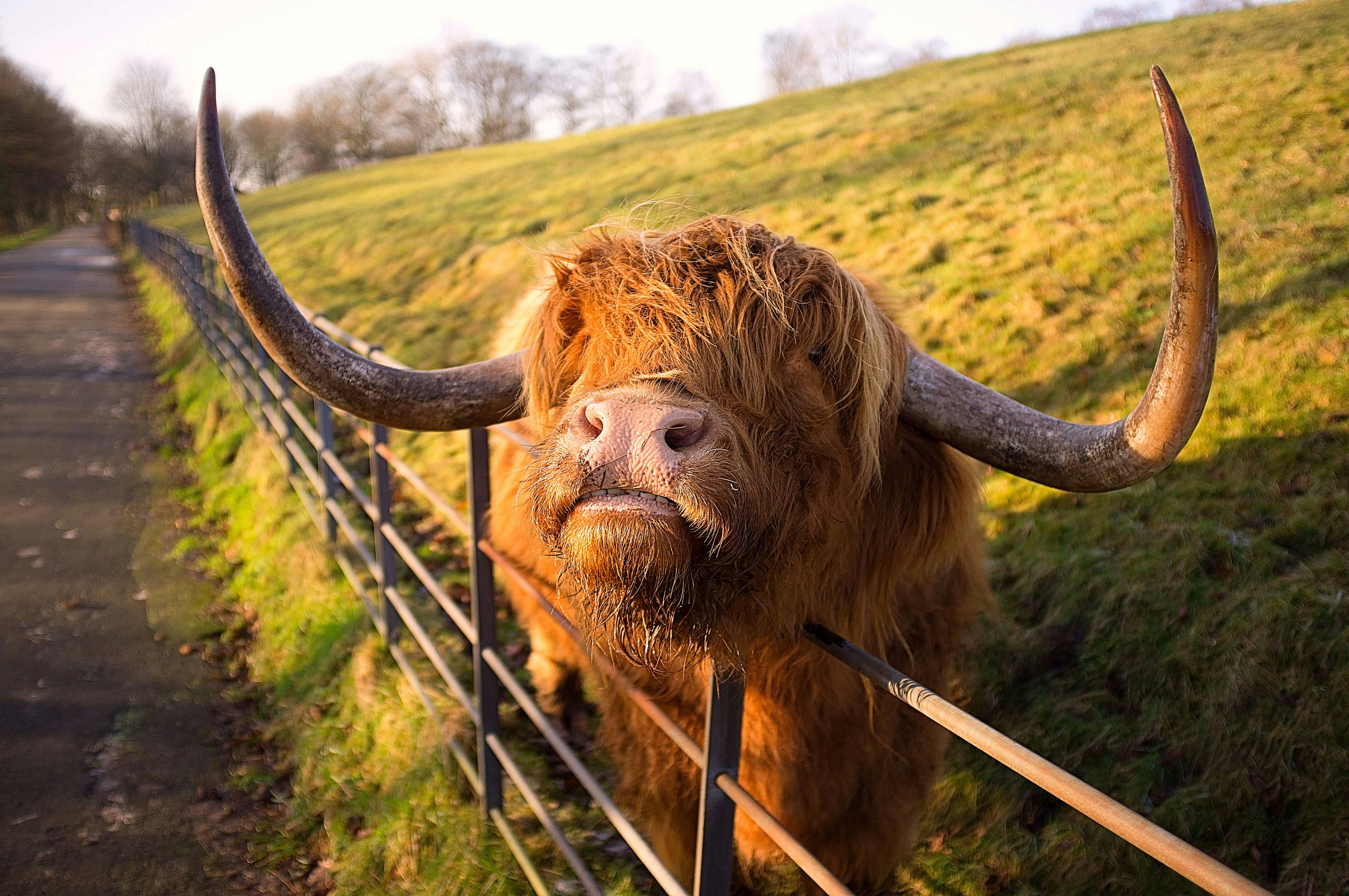 A wooly, horned highland cow in Heaton park, Manchester