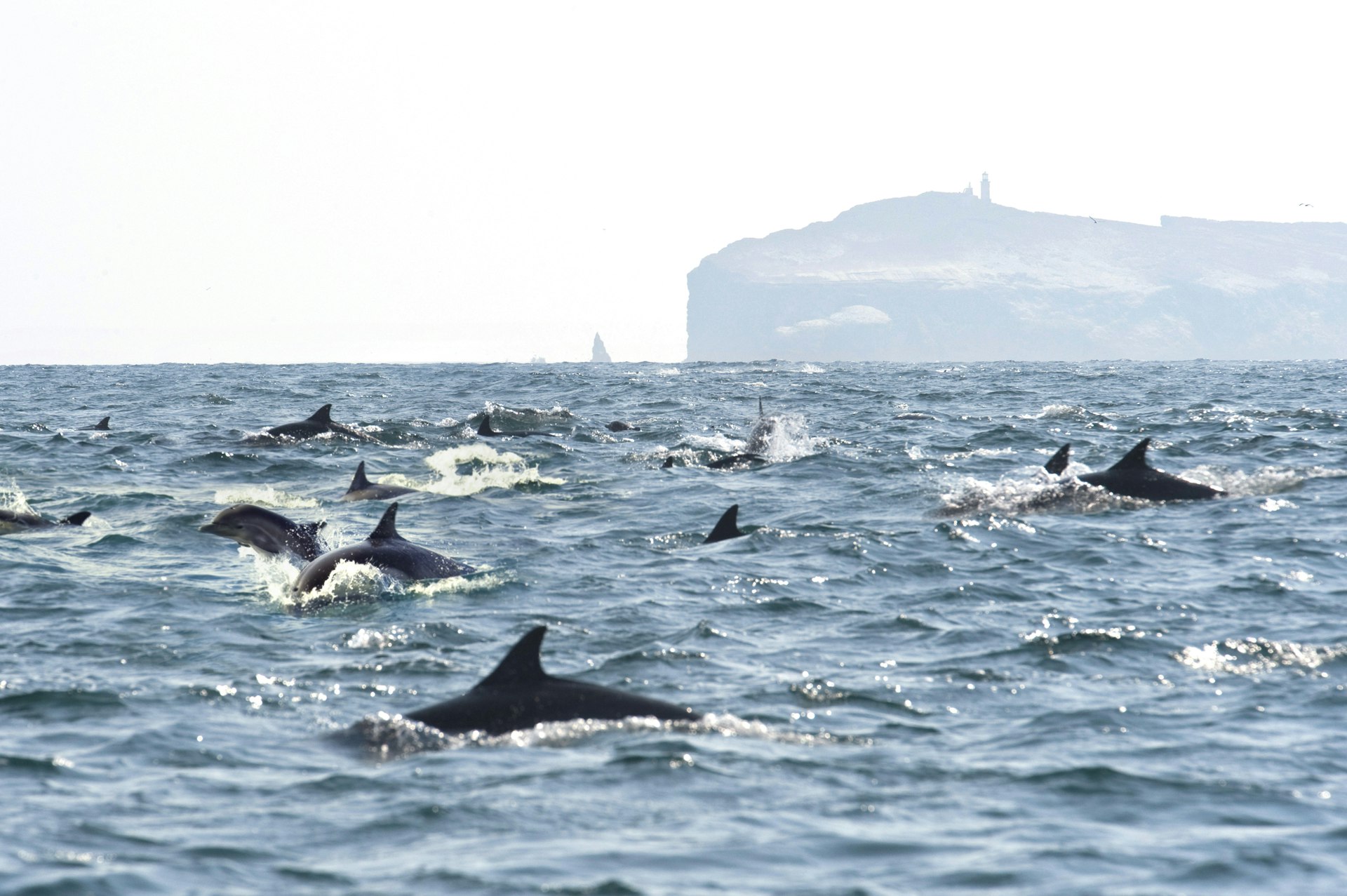 dolphins just off the coast of Channel Islands National Park