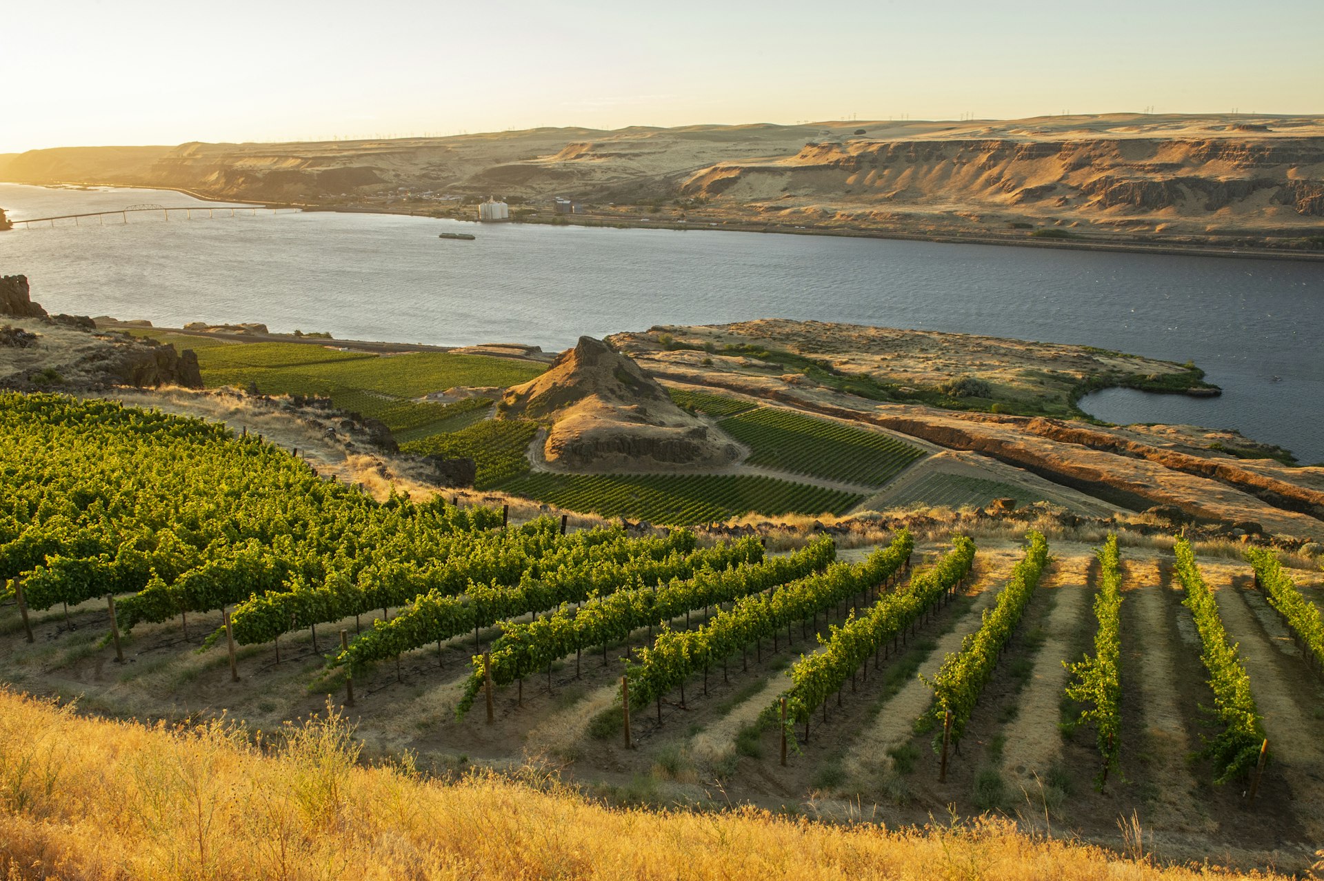 Vineyards on the steep slopes above the Columbia River, Washington