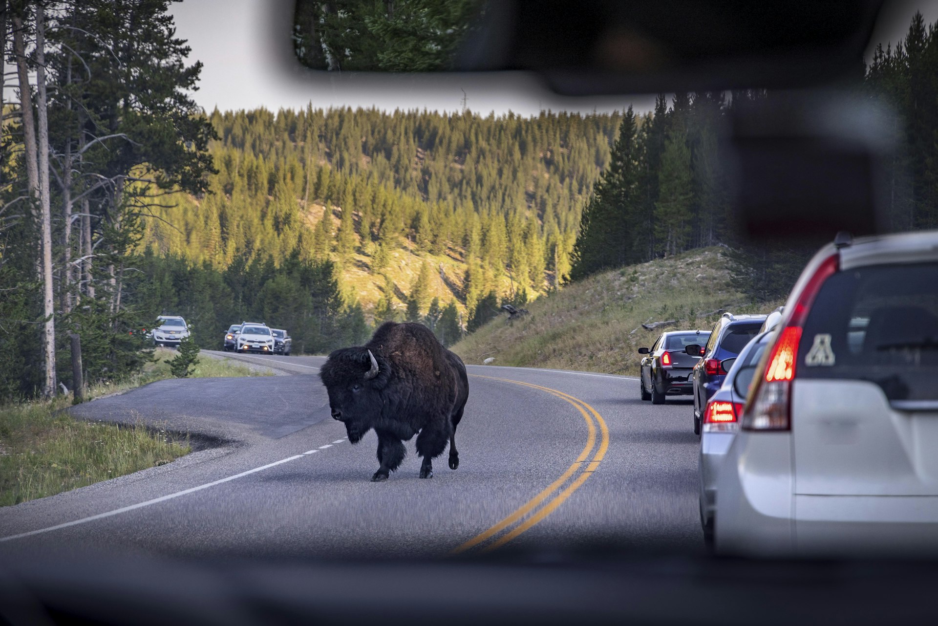 A bison stands on the road with cars and trucks waiting nearby