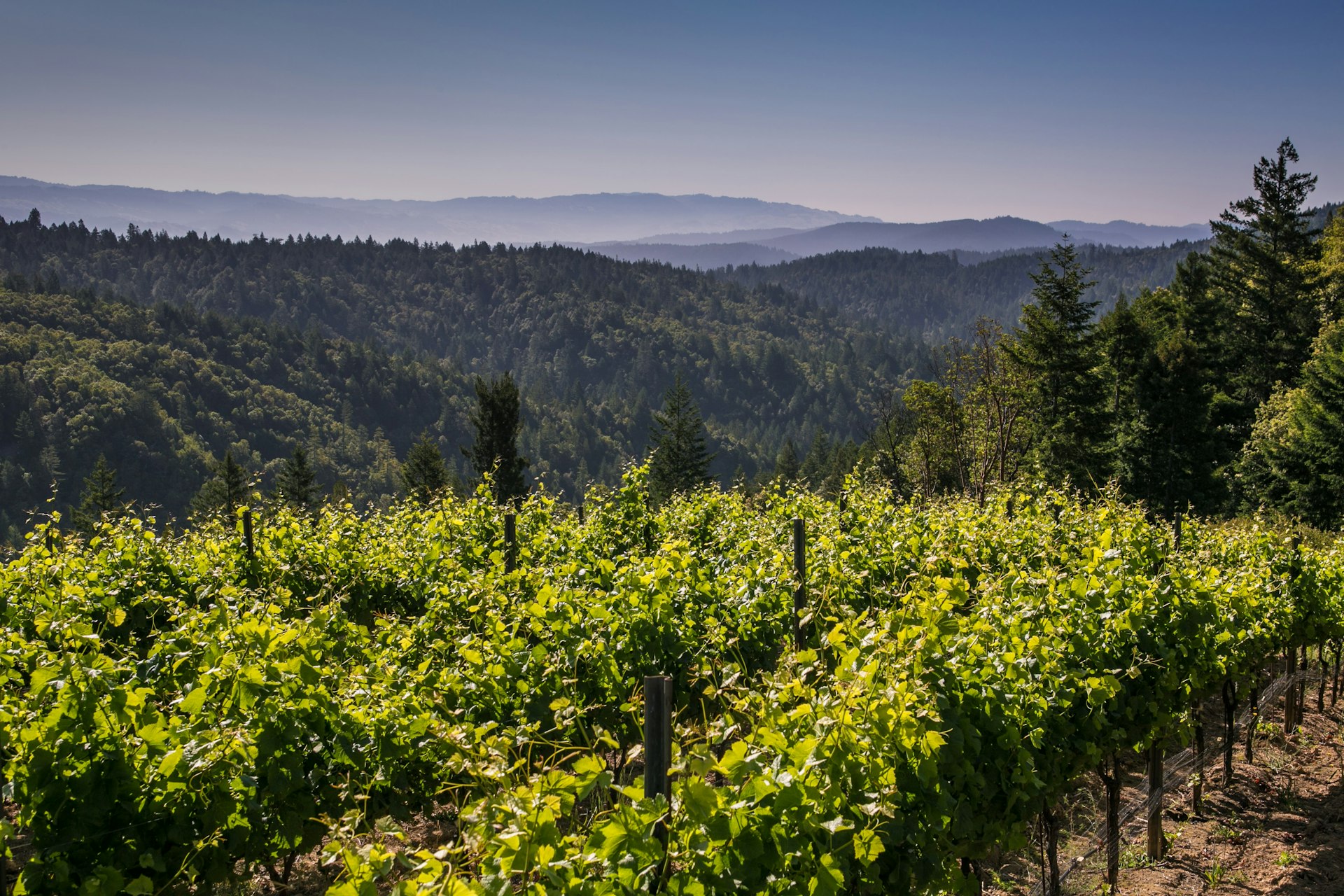 Hillside pinot noir at Lazy Creek Vineyard & Winery in Mendocino County's Anderson Valley