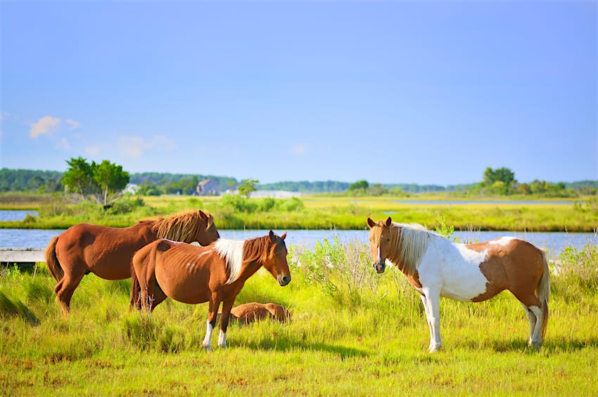 Assateague Island National Seashore horses and ponies