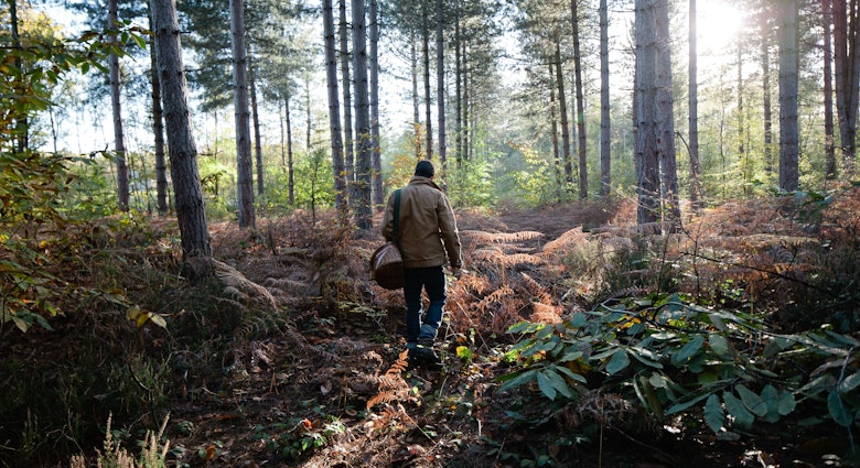 Autumn wild mushroom picking, UK