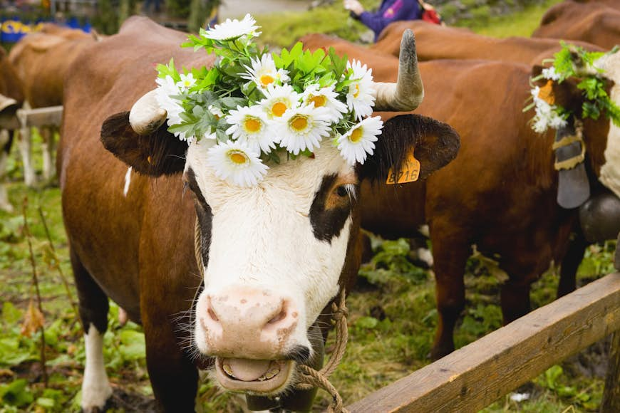 En ko prydd med blommor