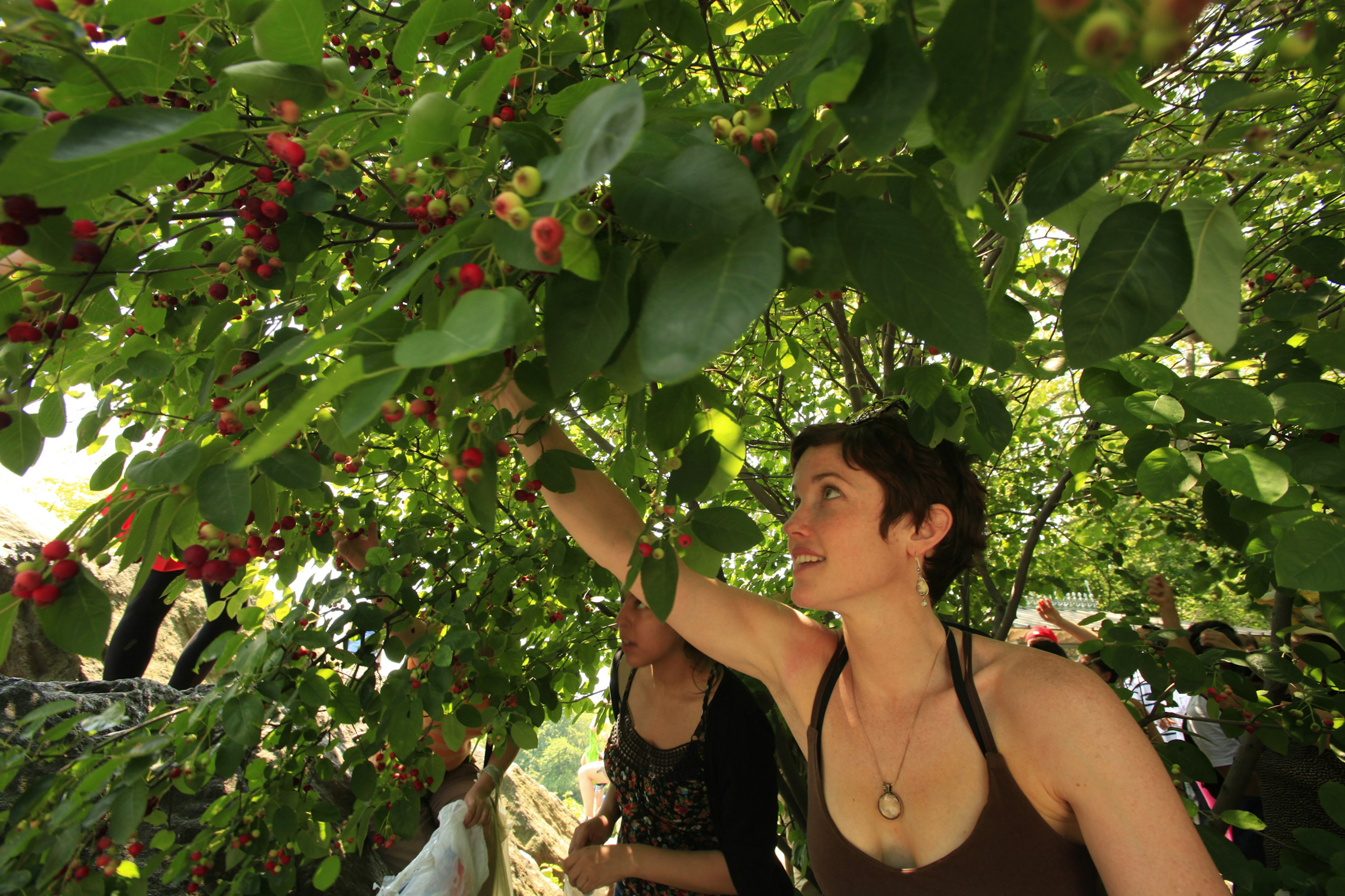 Gathering juneberries on a foraging tour through Central Park, New York City