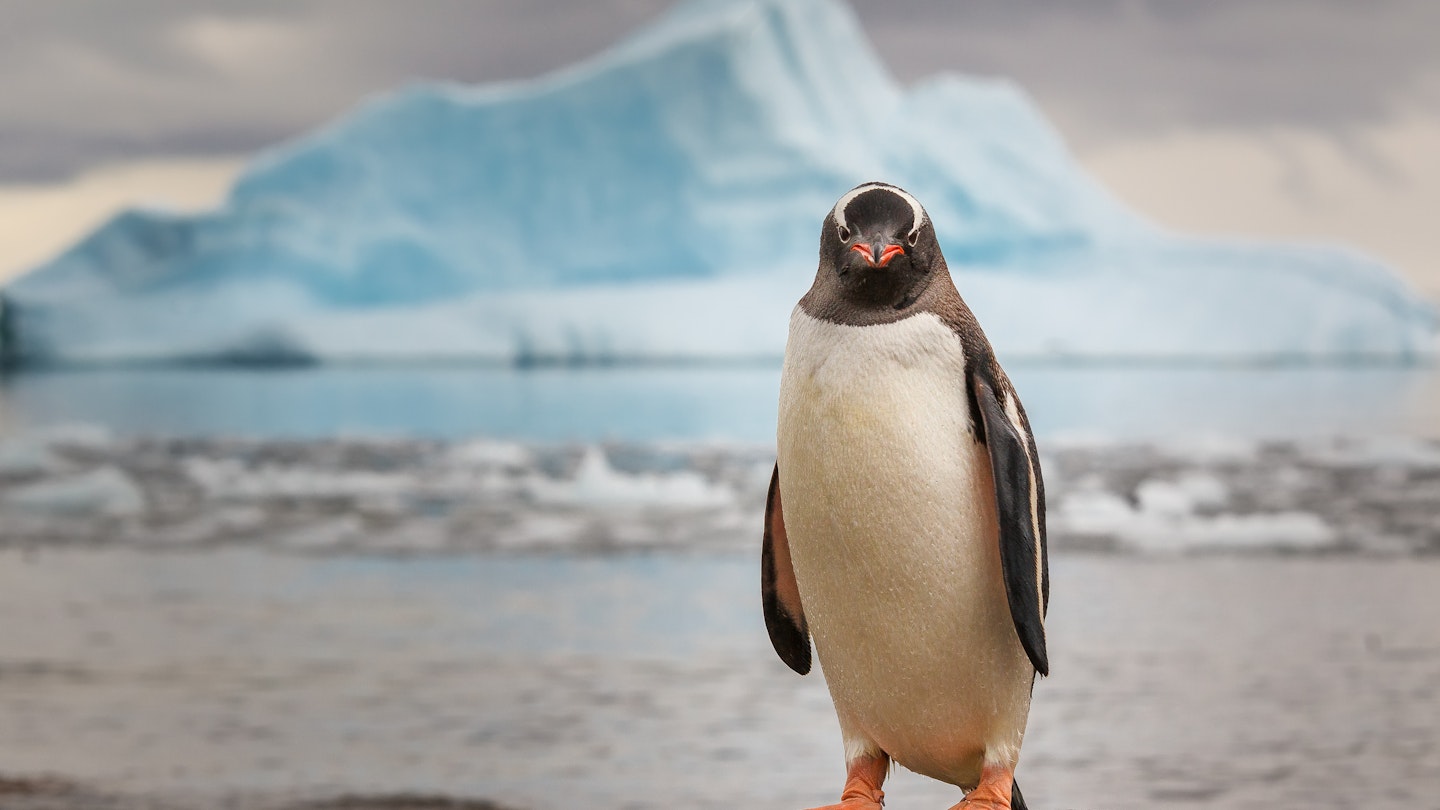 Gentoo penguin in Antarctica