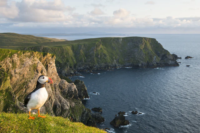 Atlantic puffin (Fratercula arctica) at clifftop edge, Hermaness National Nature Reserve, Unst, Shetland Islands, Scotland