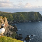 Atlantic puffin (Fratercula arctica) at clifftop edge, Hermaness National Nature Reserve, Unst, Shetland Islands, Scotland
