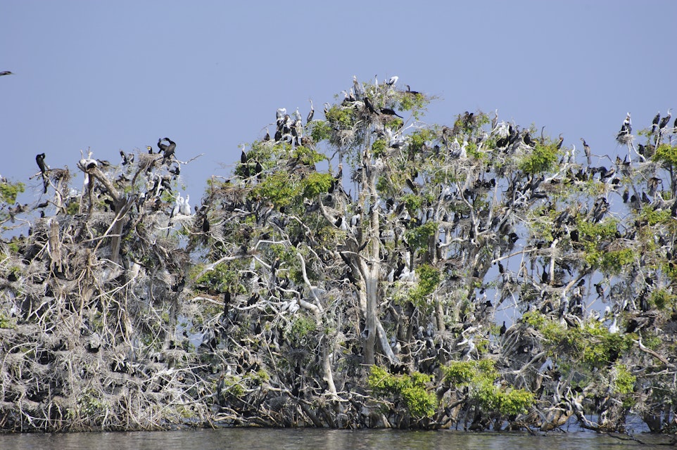 Flocks of nesting pelicans, comorants, and herons crowd the canopies of submered trees at Prek Toal Bird Sanctuary on Tongle Sap lake.