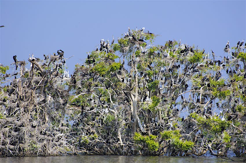 Prek Toal Bird Sanctuary, Cambodia Flocks of nesting pelicans, comorants, and herons crowd the canopies of submered trees at Prek Toal Bird Sanctuary on Tongle Sap lake