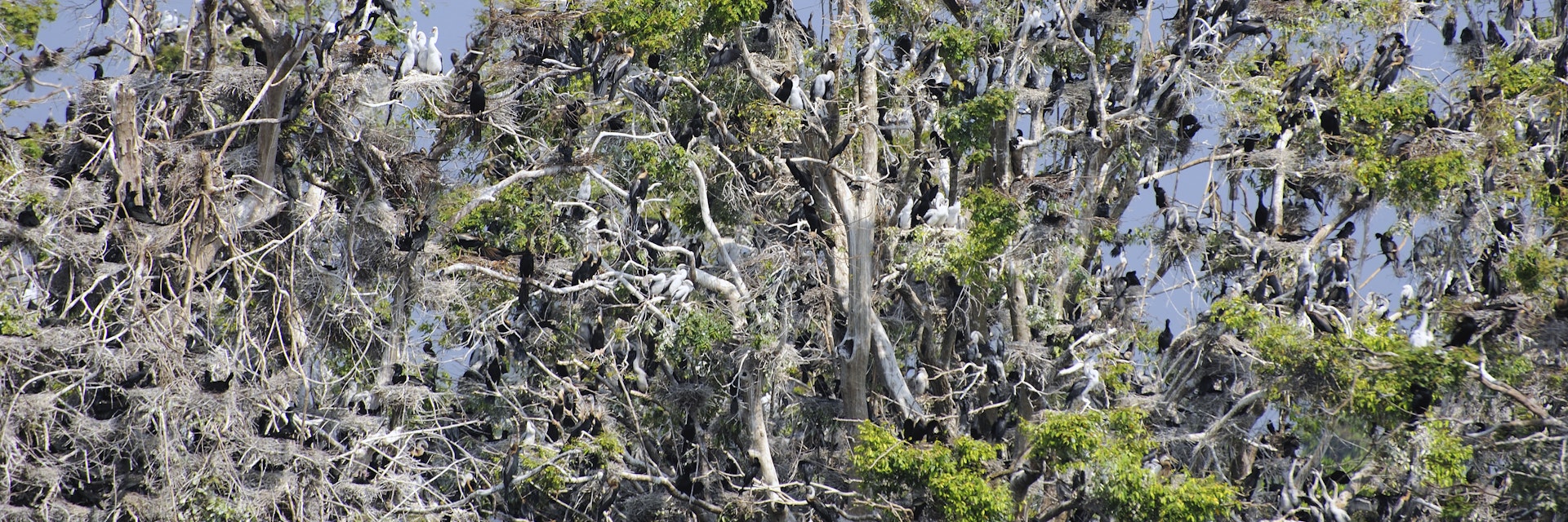 Flocks of nesting pelicans, comorants, and herons crowd the canopies of submered trees at Prek Toal Bird Sanctuary on Tongle Sap lake.