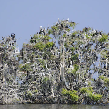 Flocks of nesting pelicans, comorants, and herons crowd the canopies of submered trees at Prek Toal Bird Sanctuary on Tongle Sap lake.