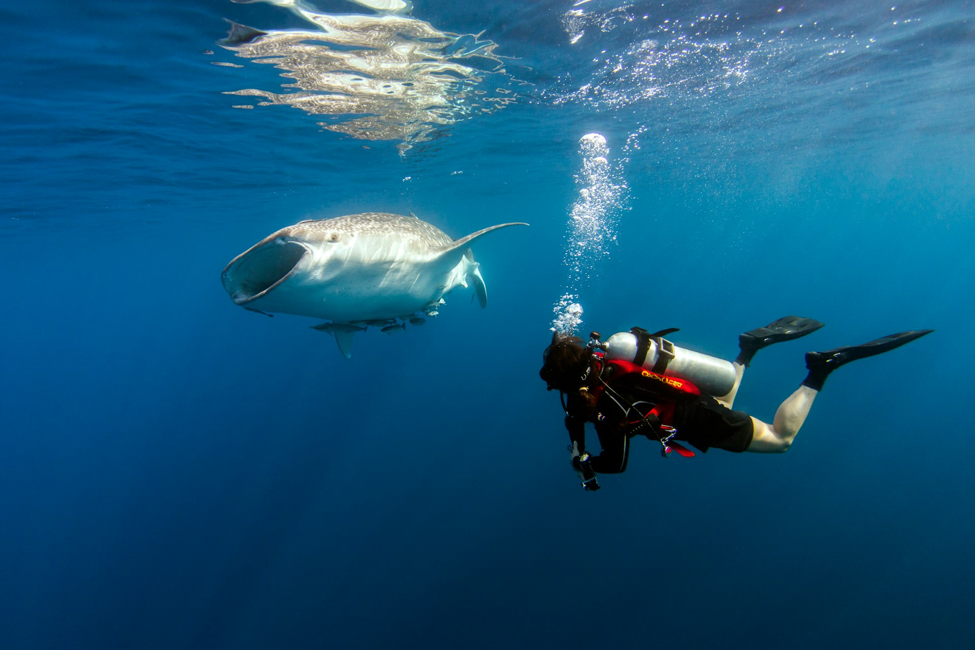A scuba diver encounters a whale shark at Cenderawasih Bay, Indonesia