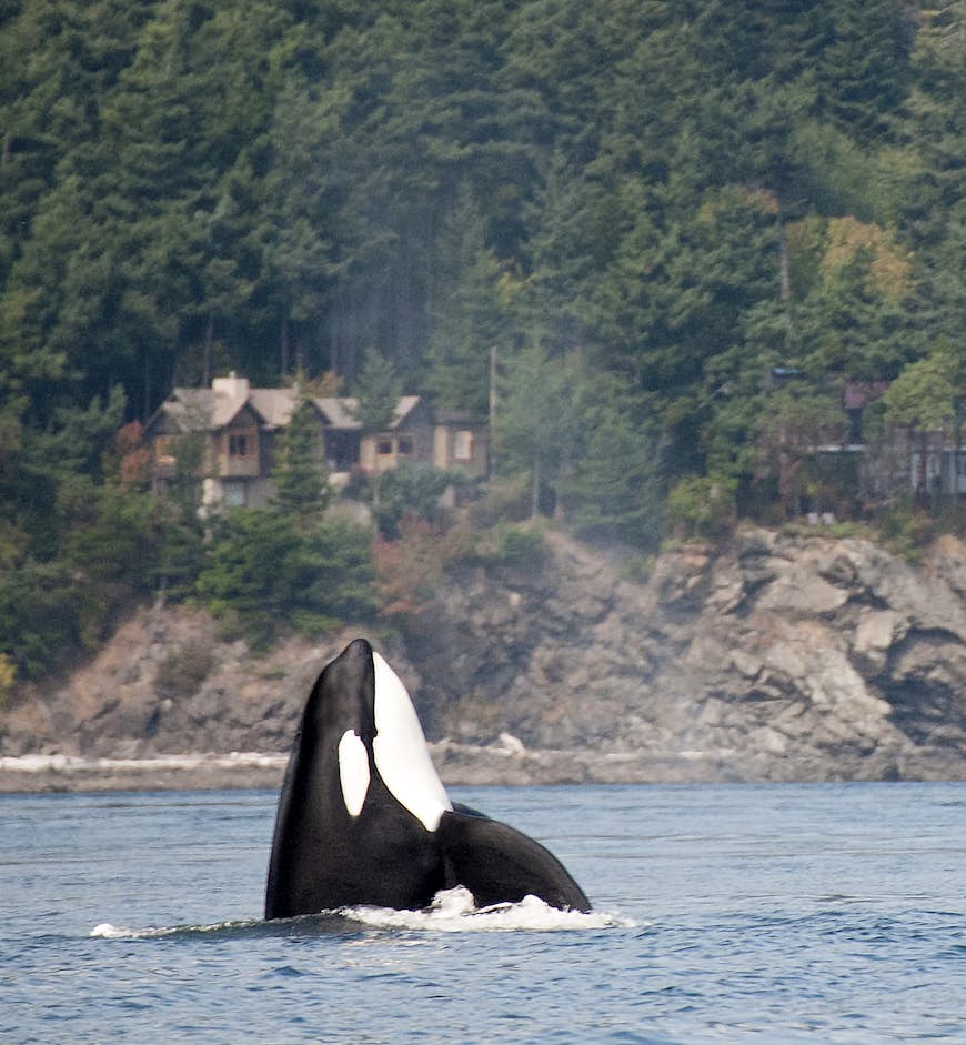 Orca whale emerging from sea just off the coast of Orcas Island