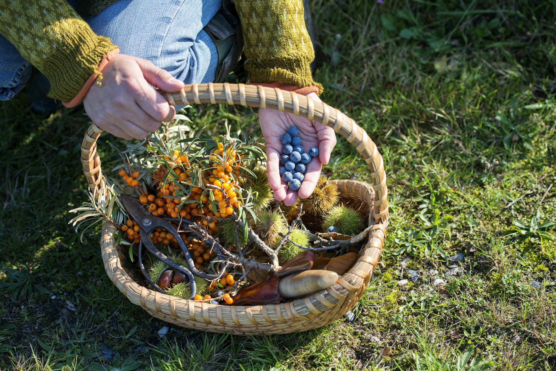 Food foraging in the forest