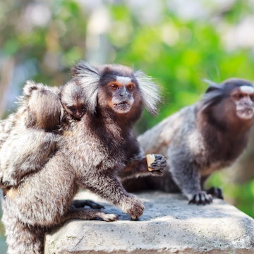 The common marmoset (Callithrix jacchus) White-eared monkey family.