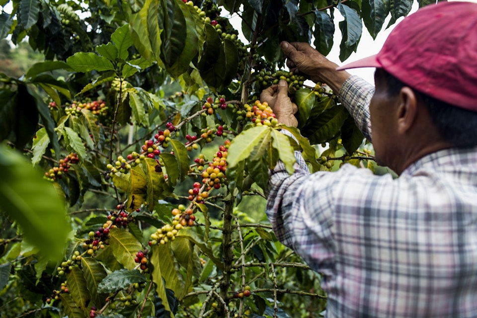 A man picks cherries at a farm in the rural highlands of Colombias coffee axis.