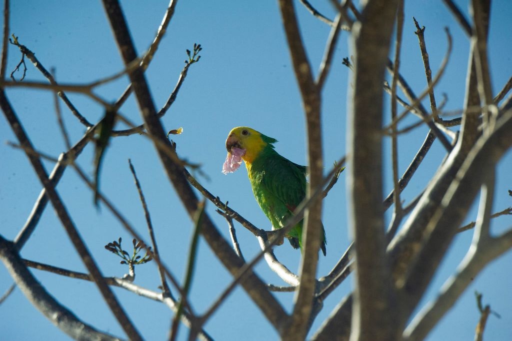 A bir remains on the branch of a tree in Islas Marias, Nayarit, Mexico