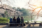 Cherry blossom flowers in garden with many people at Tokyo, Japan.