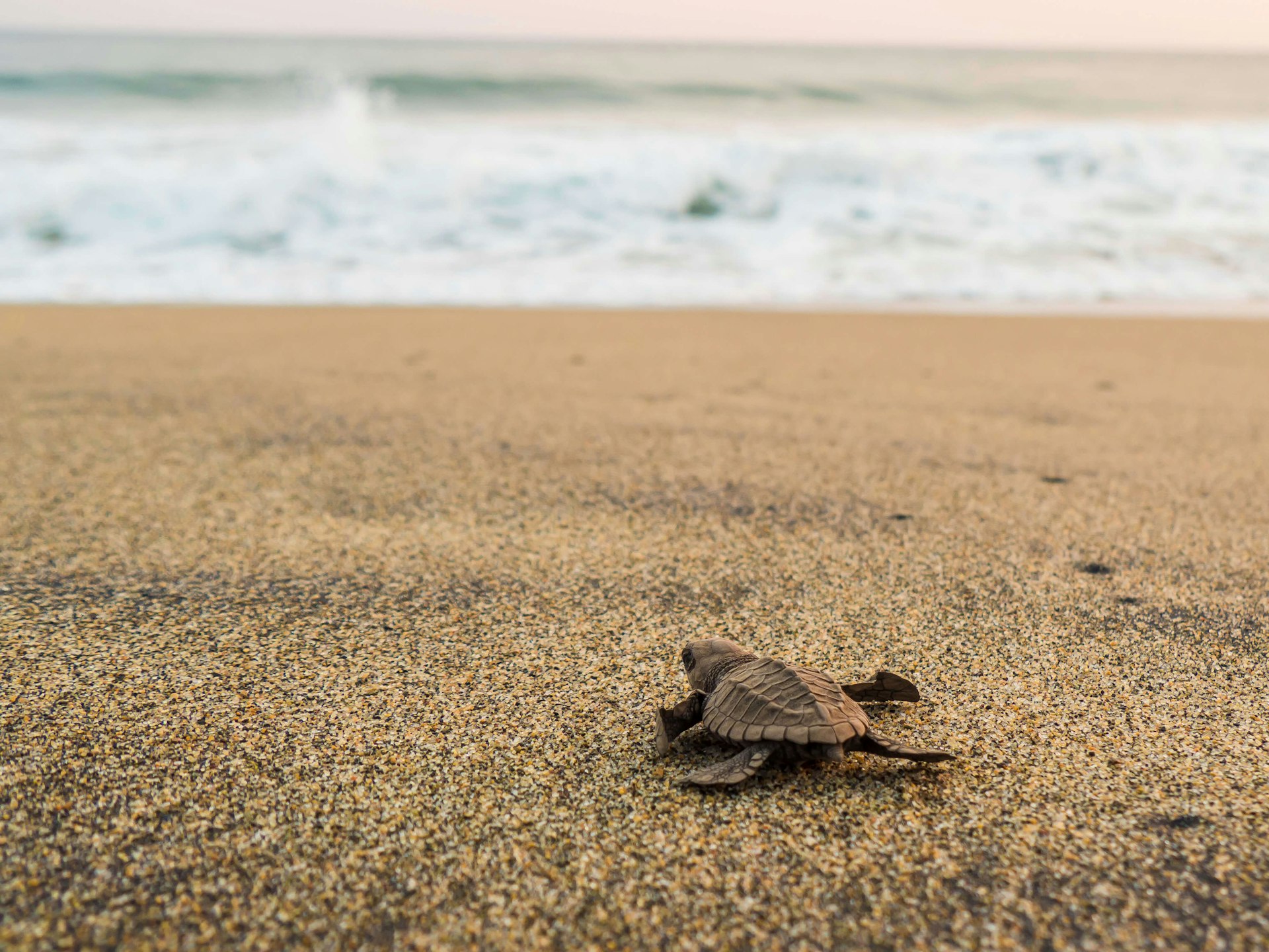 A sea turtle hatchling released to the ocean in Playa Escobilla in Mexico