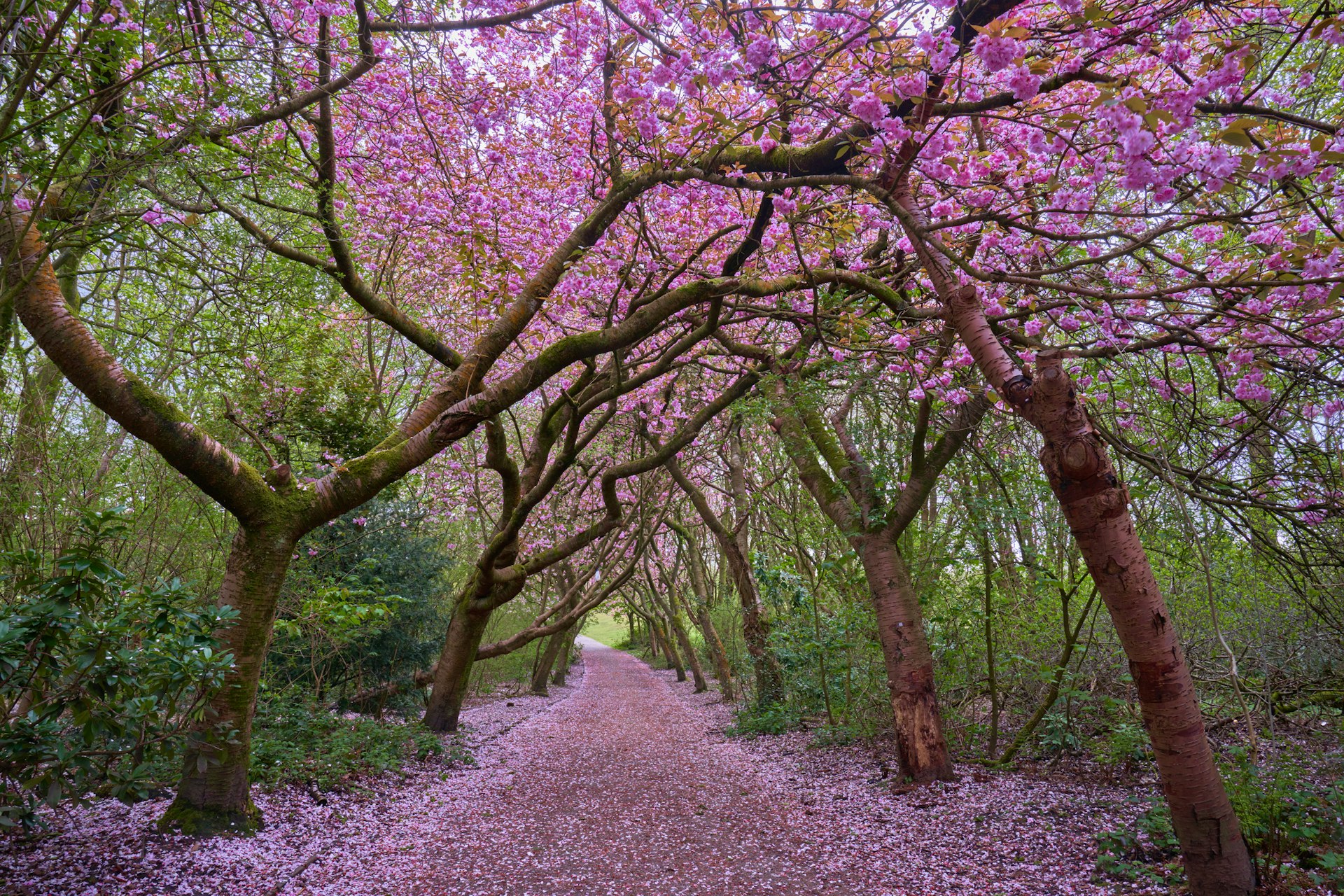 A path leading through blossom trees flowering with bright pink petals.