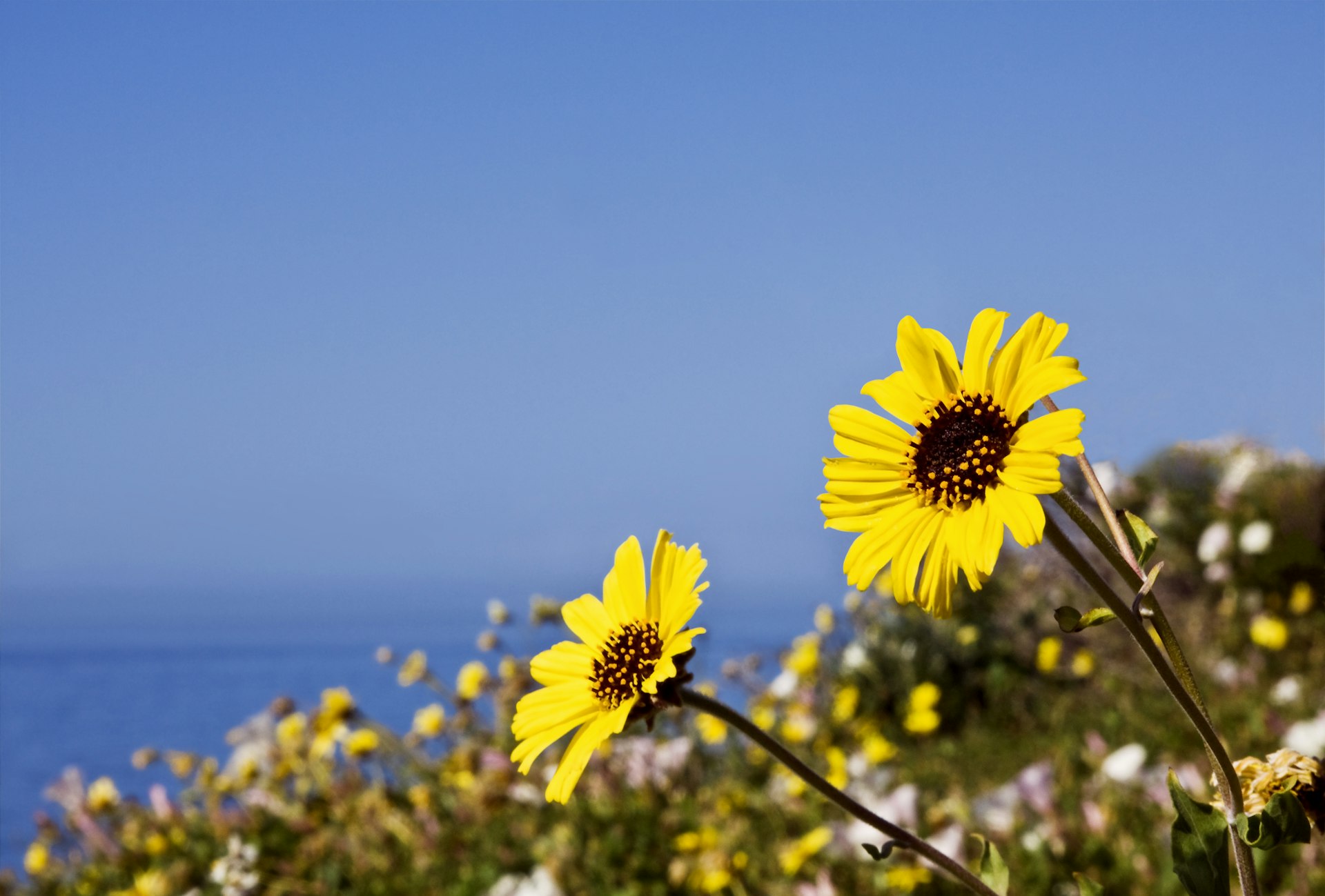 Bright yellow wildflowers in bloom on grassland at the top of a cliff with the sea in the distance