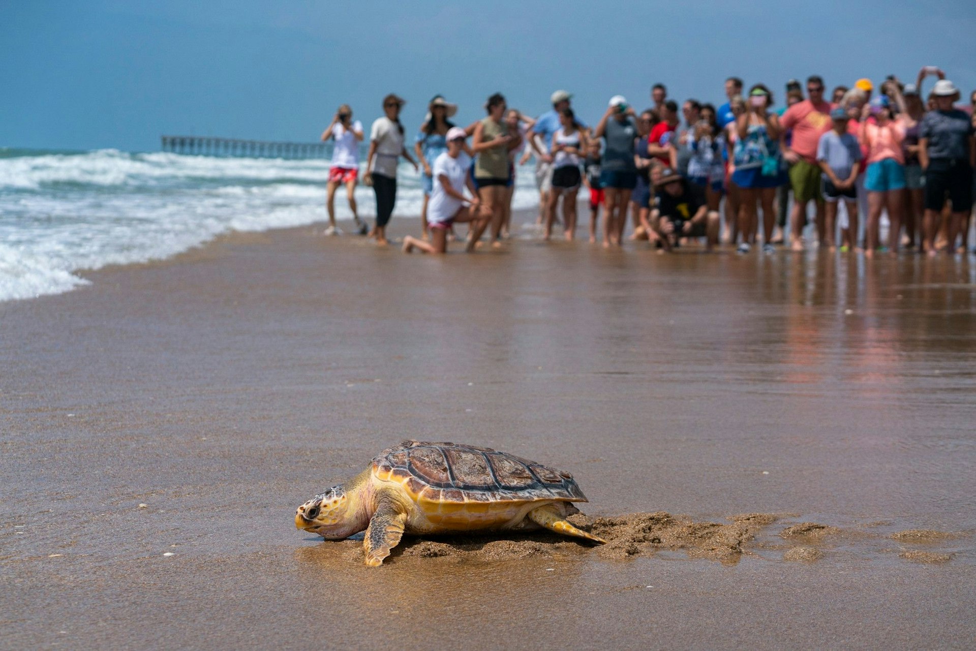 Landscape shot of turtle in foreground crawling to the ocean with big group of poeple in background watching during sea turtle release in Topsail Beach in summer