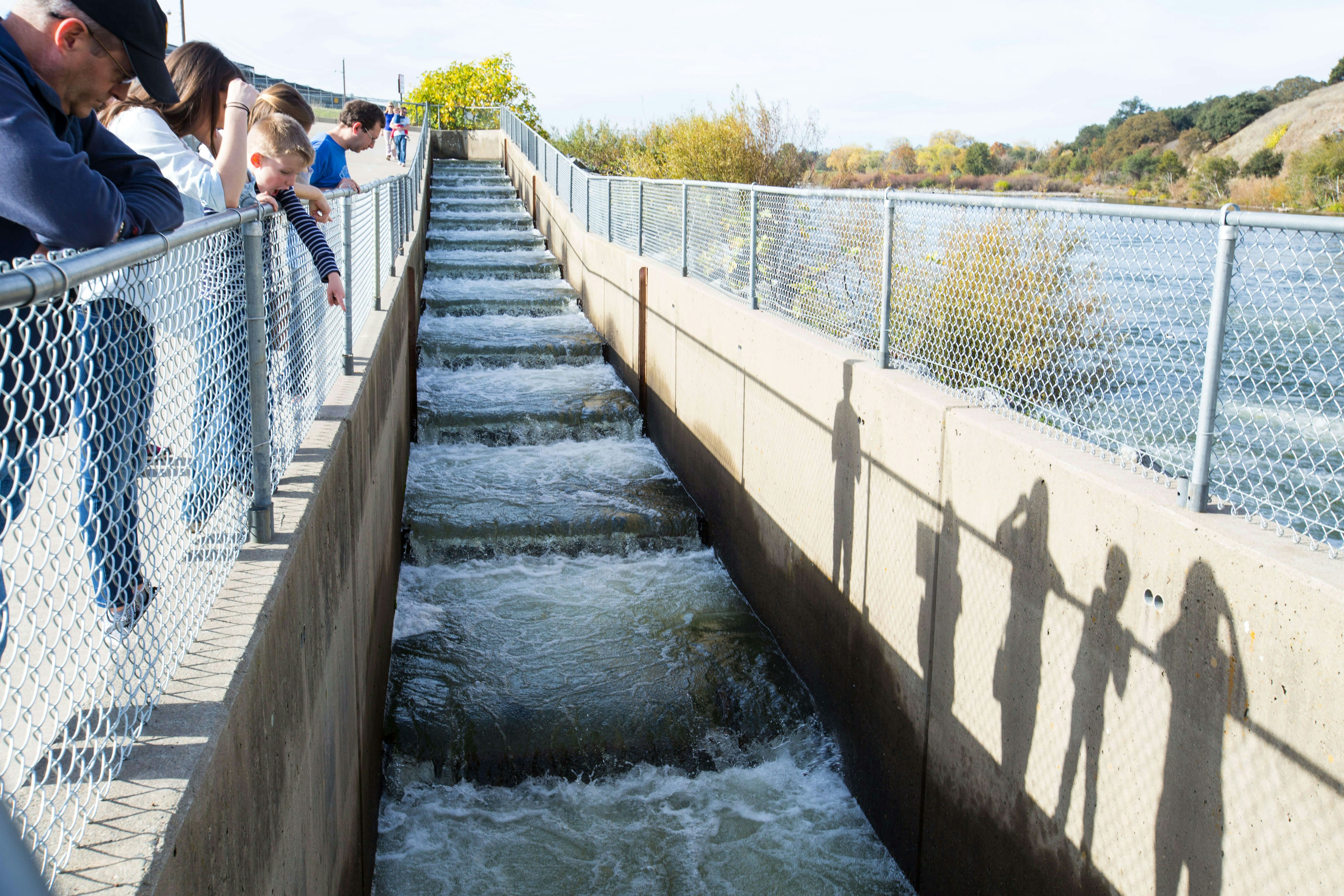 Visitors watch salmon leap up across a water ladder at the Nimbus Fish Hatchery