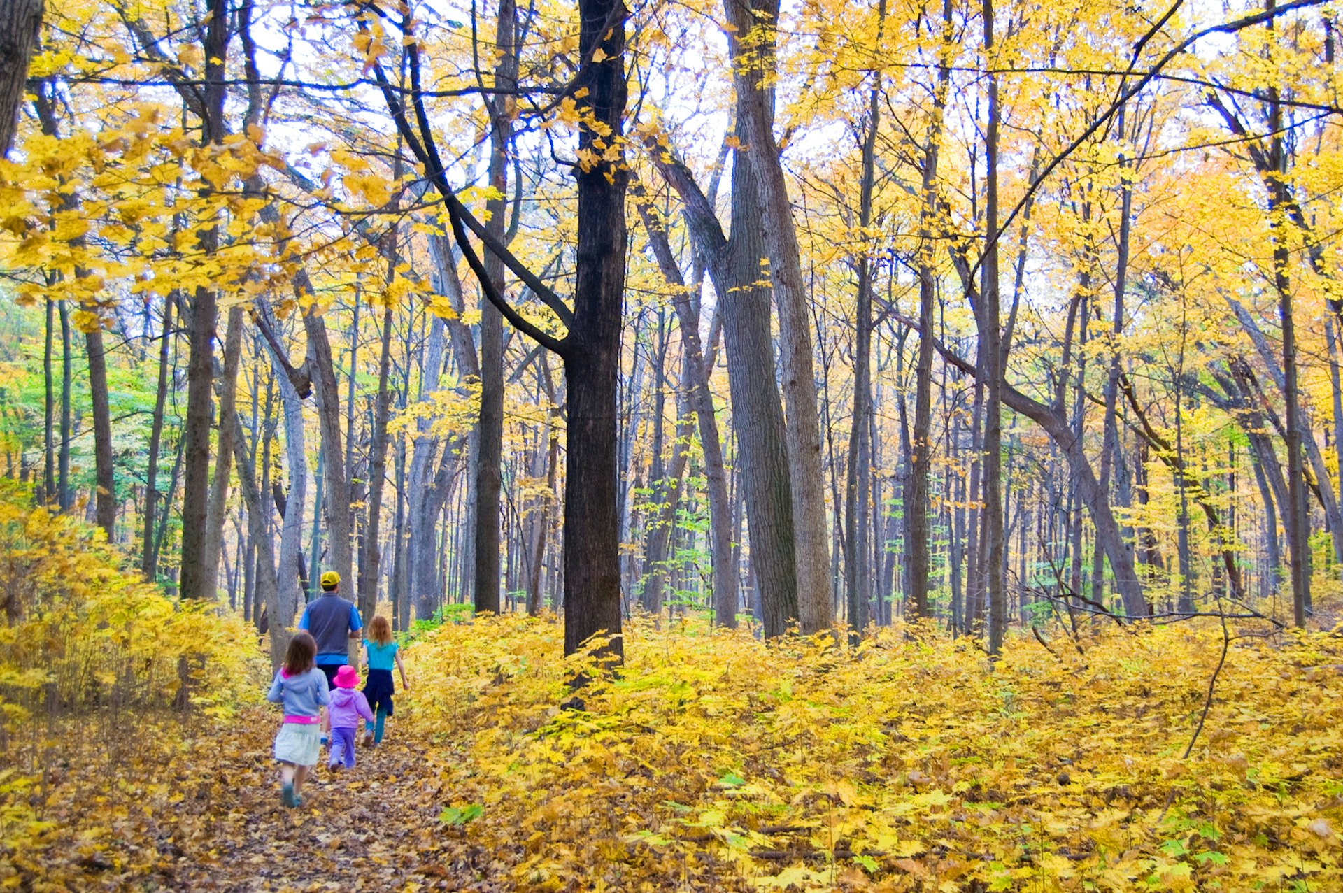 A family with young children follow a hiking trail through a wooded area in Wisconsin. All the leaves on the trees have turned yellow in the fall.