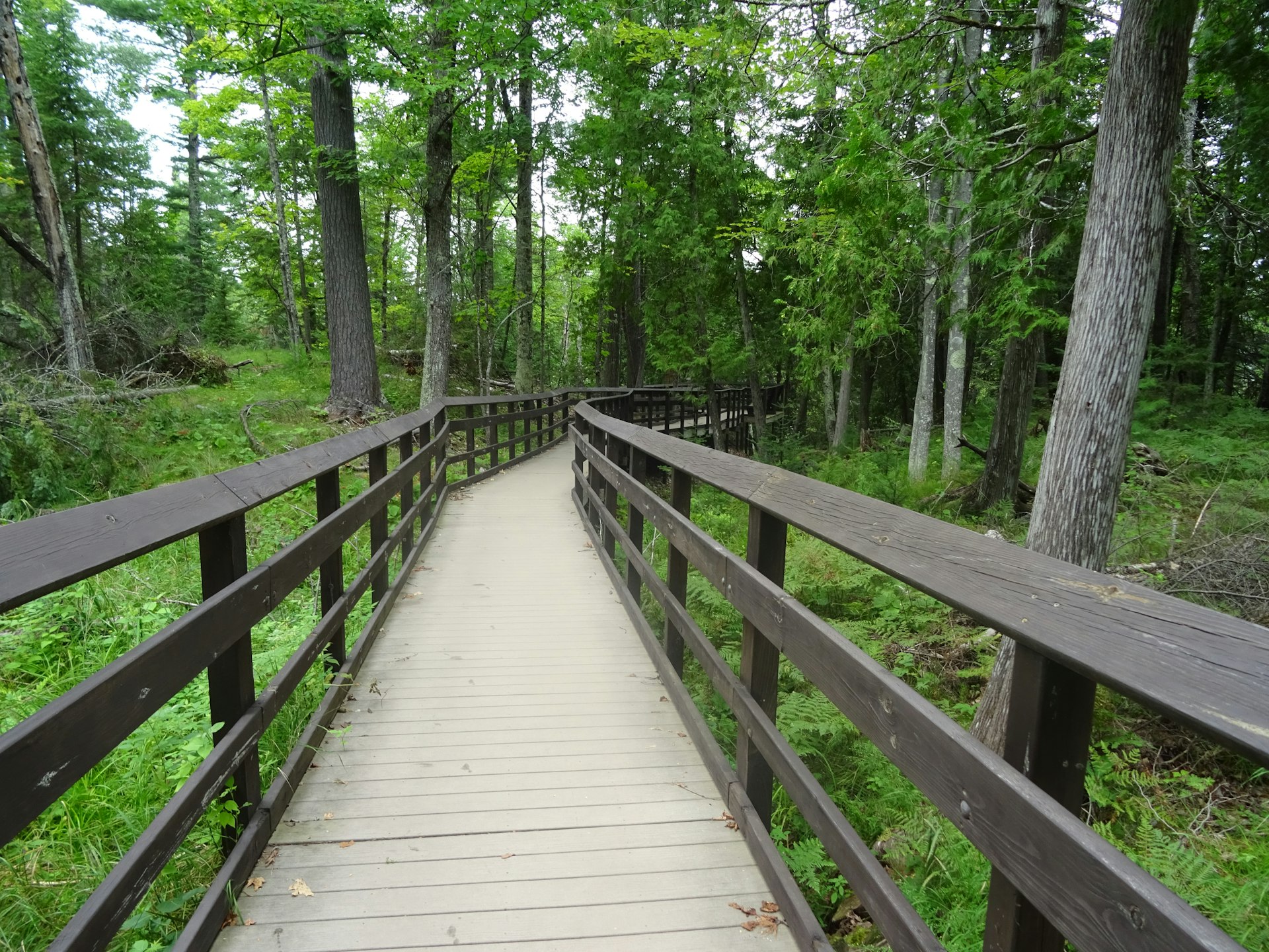 A wooden boardwalk with railings leads off into forest on the Boardwalk Trail, Madeline Island, Wisconsin