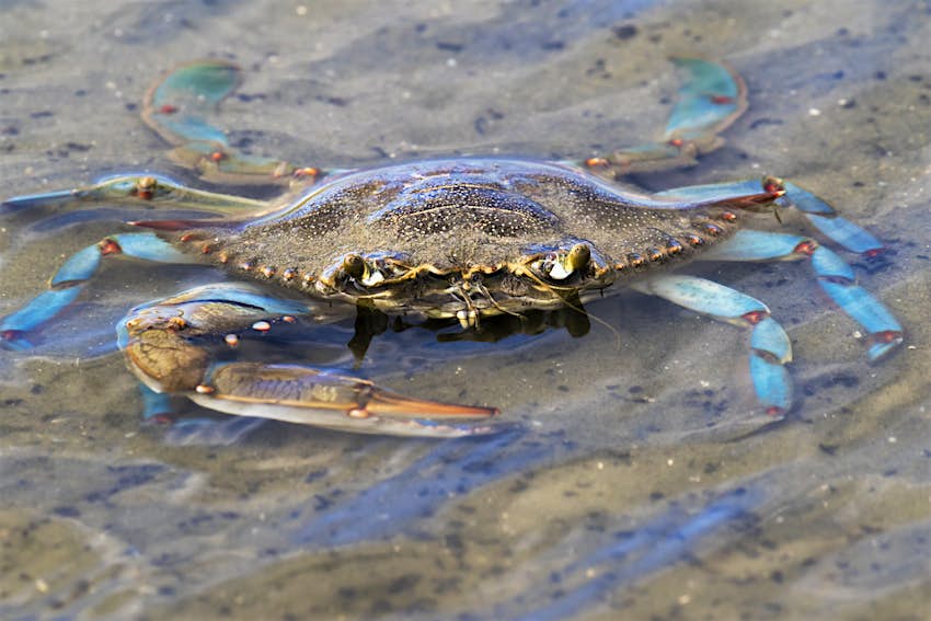 Blue crab on the Galveston beach, Texas USA