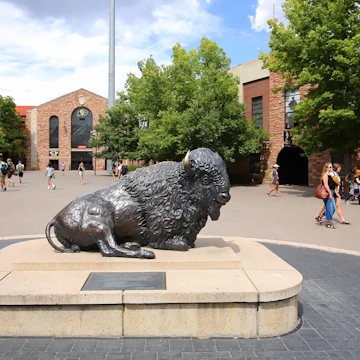 BOULDER, COLORADO, USA - AUGUST: University of Colorado bison's mascot "Ralphie" located on the campus of the University of Colorado adjacent to Folsom Football Field as seen on August 31, 2018; Shutterstock ID 1174264429; your: Bridget Brown; gl: 65050; netsuite: Online Editorial; full: POI Image Update
