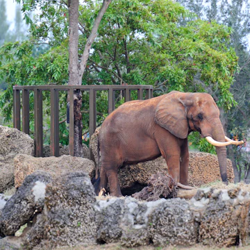 Elephant walking in Miami zoo - Image ID: CW0X2D
Zoo Miami
animals
animal