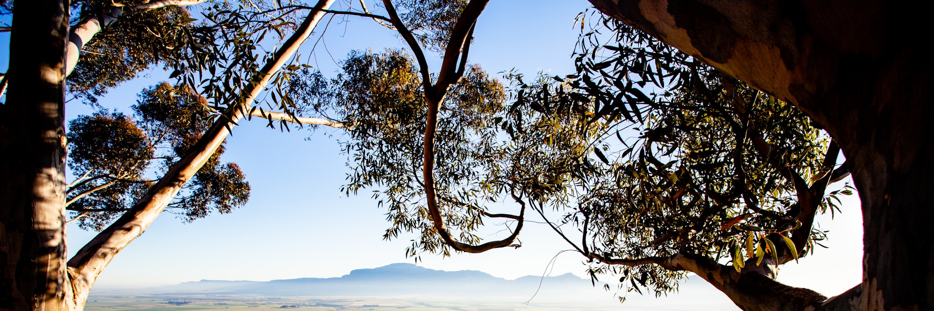 A panoramic view, framed by eucalyptus trees, of spring farmland in the Swartland region of South Africa. Picture taken from an elevated position.