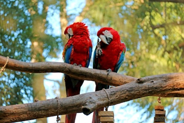 Two Scarlet Macaw perching side by side on the tree, Foz do Iguacu, Brazil, South America