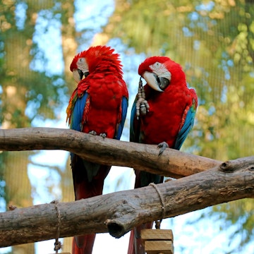 Two Scarlet Macaw perching side by side on the tree, Foz do Iguacu, Brazil, South America