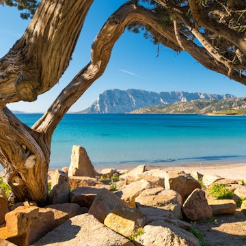 An ancient juniper tree frames the beach of Punta Capo Coda Cavallo - San Teodoro with the island of Tavolara in the background