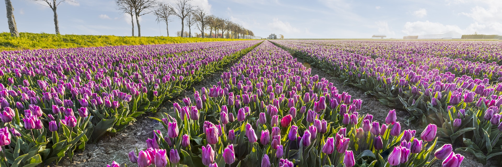 Rows of purple Dutch tulips on a bulb field in the Flevopolder - Flevoland.
