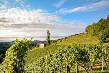 Vineyards along the South Styrian Wine Road in autumn, Austria Europe