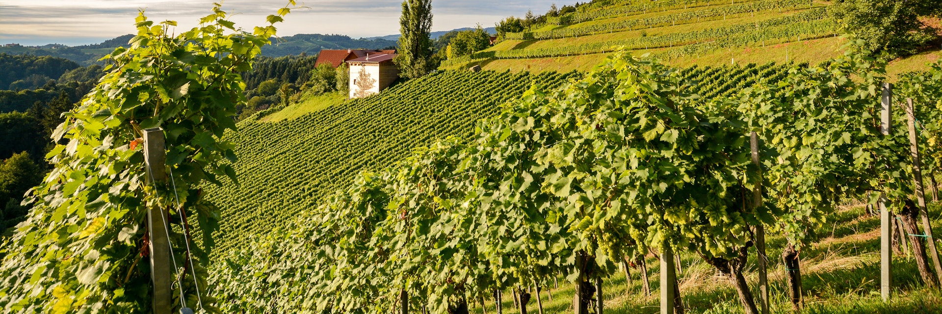 Vineyards along the South Styrian Wine Road in autumn, Austria Europe