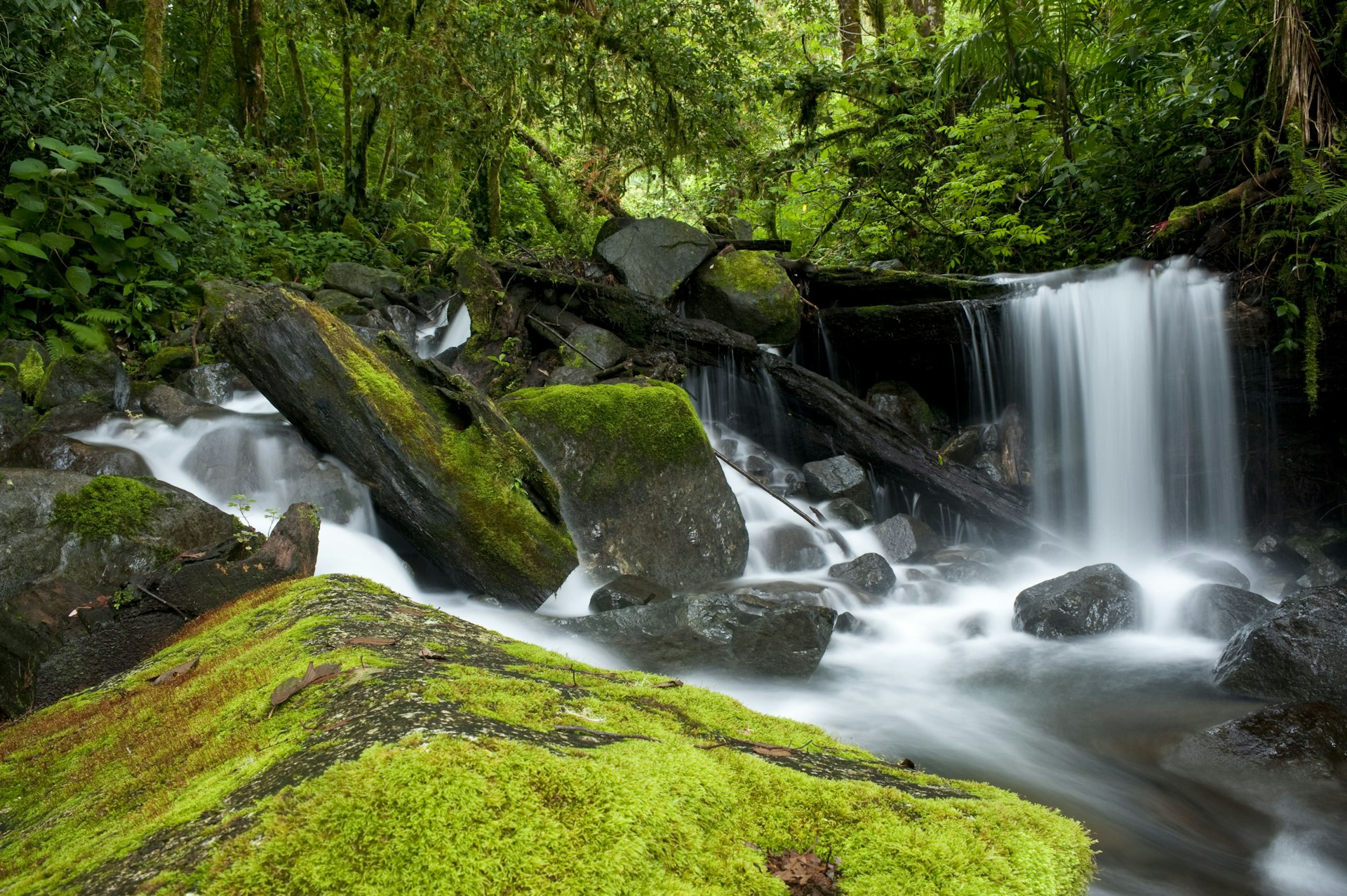 Small waterfall in the cloud forest at Parque Internacional La Amistad, Panama
