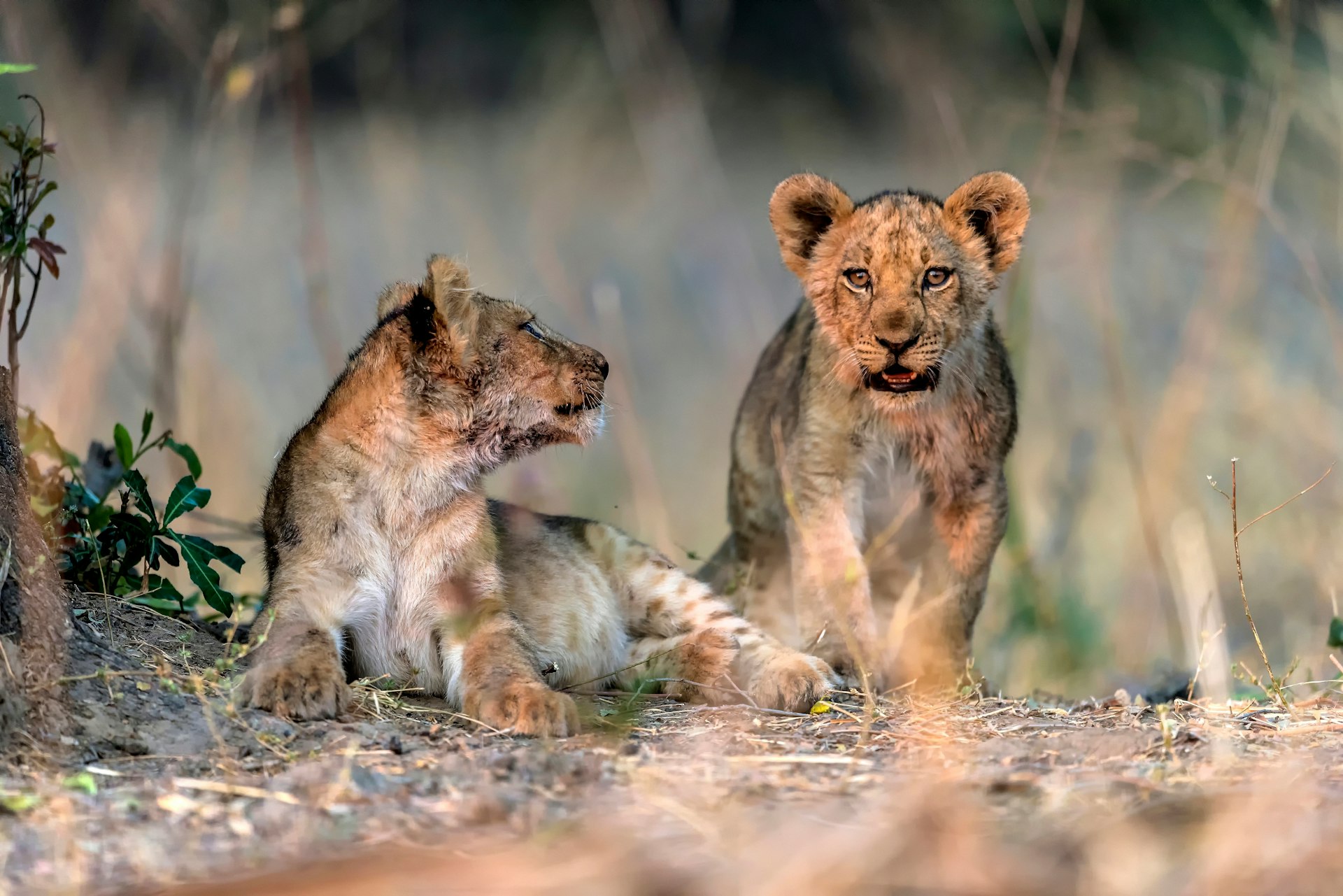 Two lion cubs on the ground in the Luangwa National Par