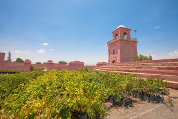 January 18, 2015: Tacama Vineyard, a producer of wine and pisco.