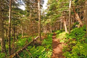 Green Gardens Trail through the forest in Gros Morne National Park.