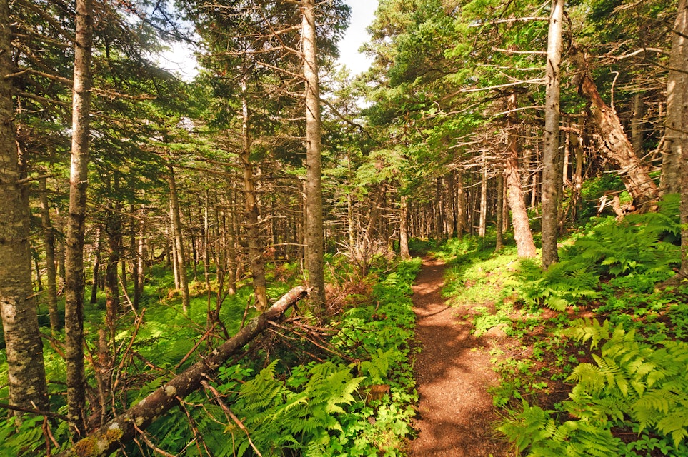 Green Gardens Trail through the forest in Gros Morne National Park.