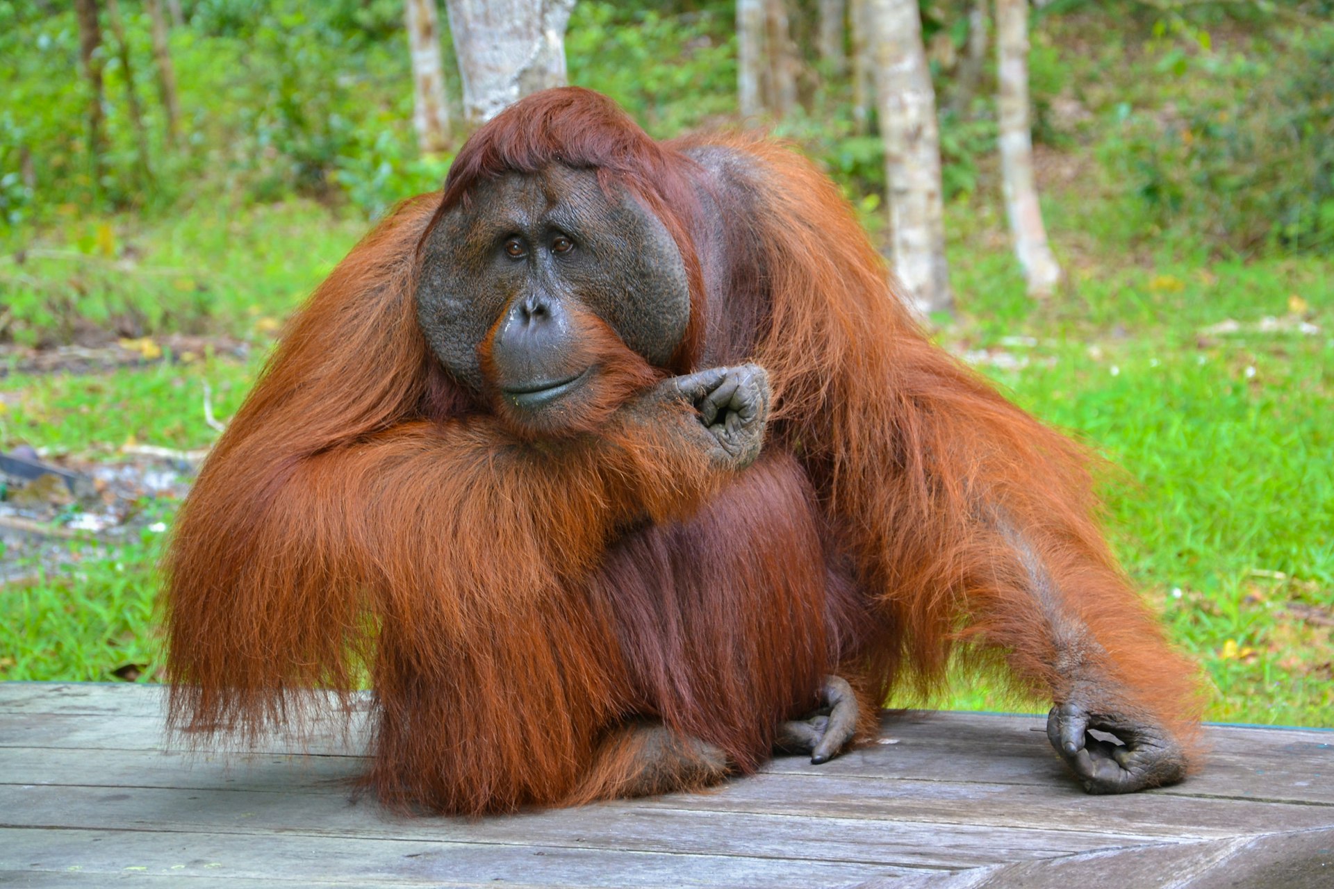 An orangutan sitting on a wooden bench at Tanjung Puting National Park