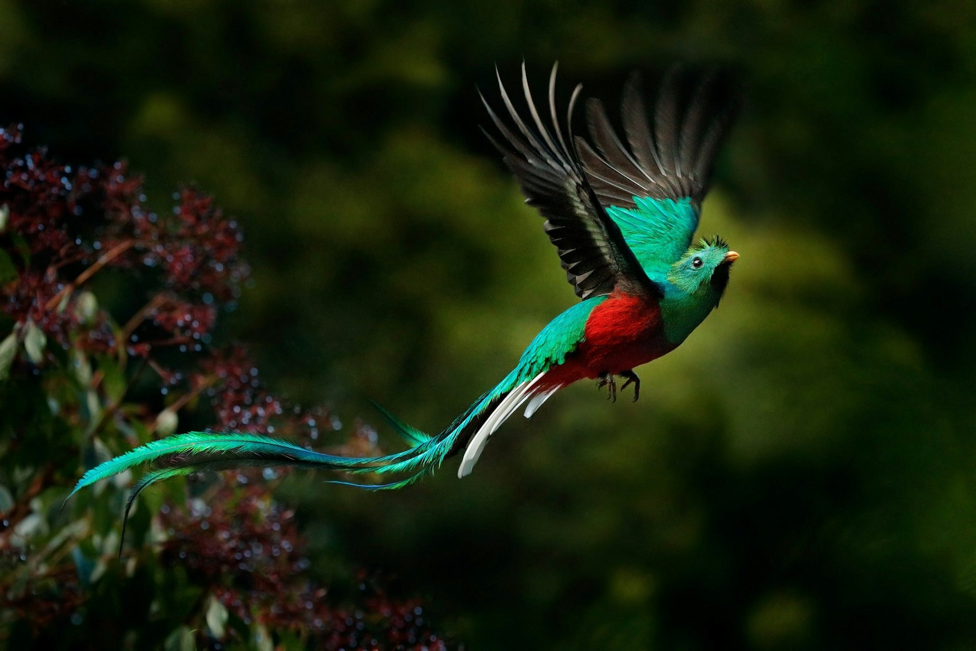 A flying quetzal in the Central American rainforest