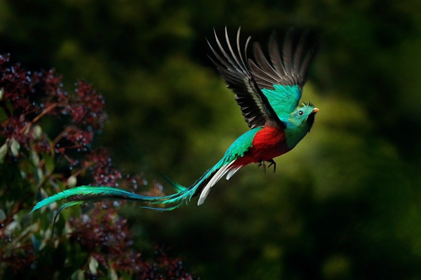 A flying Resplendent Quetzal (Pharomachrus mocinno) in the forests of Savegre de Aguirre, Costa Rica.