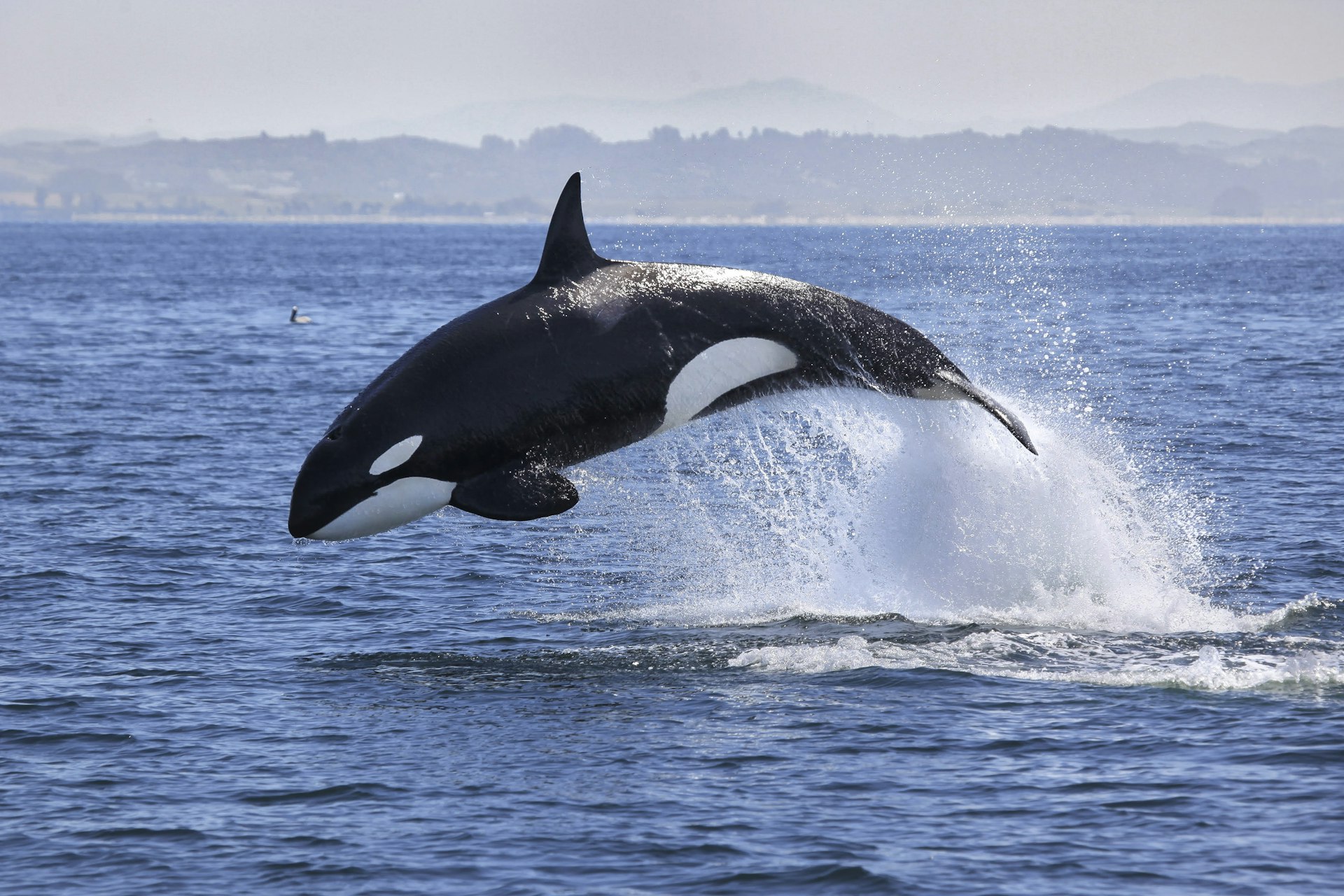 An orca jumping out of the waters of Puget Sound